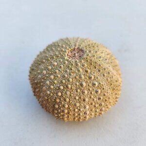 Whole Sea Urchin Fossil Shell Gems and Minerals Rocks Fossils Decor Nautical Nic